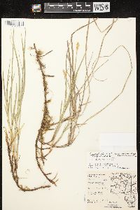 Carex siccata image