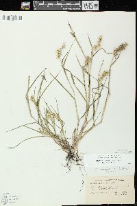 Cenchrus longispinus image