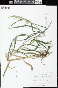 Cinna arundinacea image