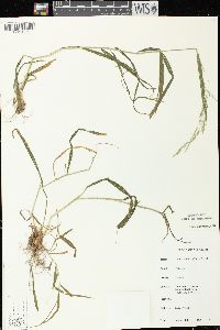 Cinna latifolia image