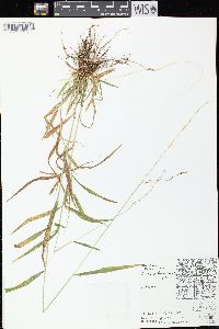 Cinna latifolia image