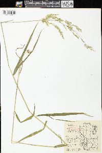 Cinna latifolia image