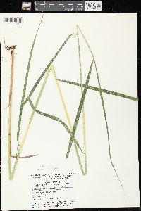 Cinna latifolia image