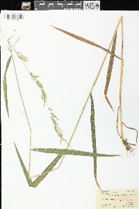 Cinna latifolia image