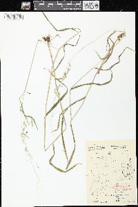 Cinna latifolia image