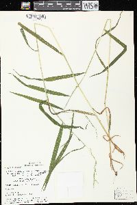 Cinna latifolia image