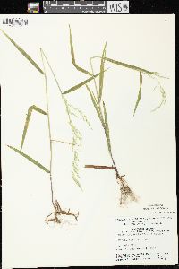 Cinna latifolia image