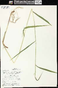 Cinna latifolia image