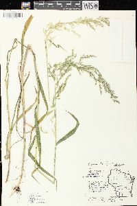 Cinna latifolia image