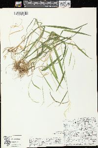 Cinna latifolia image