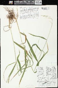 Cinna latifolia image