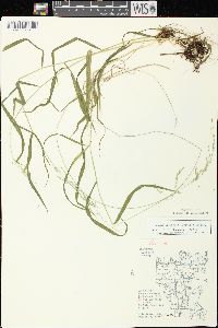 Cinna latifolia image