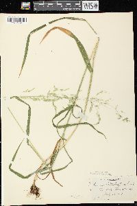 Cinna latifolia image