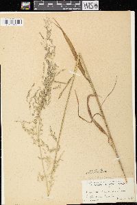 Cinna latifolia image