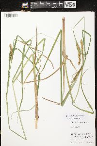 Carex vesicaria image