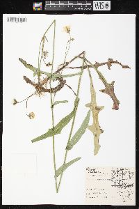 Sonchus arvensis image