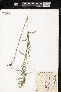 Euthamia graminifolia var. graminifolia image