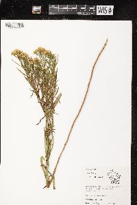 Euthamia graminifolia var. graminifolia image