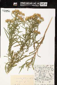 Euthamia graminifolia var. graminifolia image