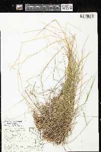 Schizachne purpurascens image