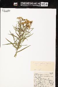 Euthamia graminifolia var. graminifolia image