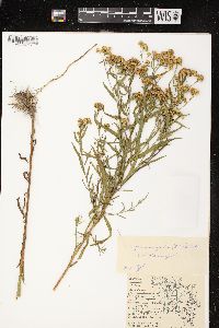 Euthamia graminifolia var. graminifolia image