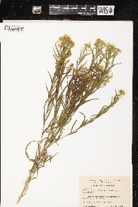 Euthamia graminifolia var. graminifolia image