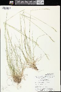 Danthonia spicata image