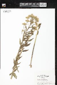 Kuhnia eupatorioides var. corymbulosa image