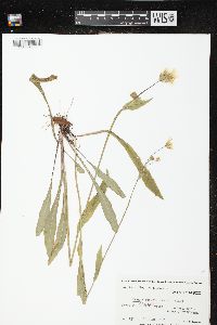 Krigia biflora image