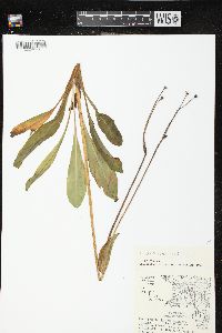 Krigia biflora image