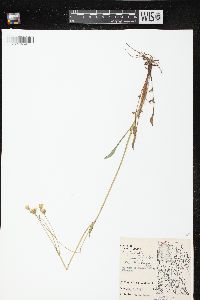 Krigia biflora image