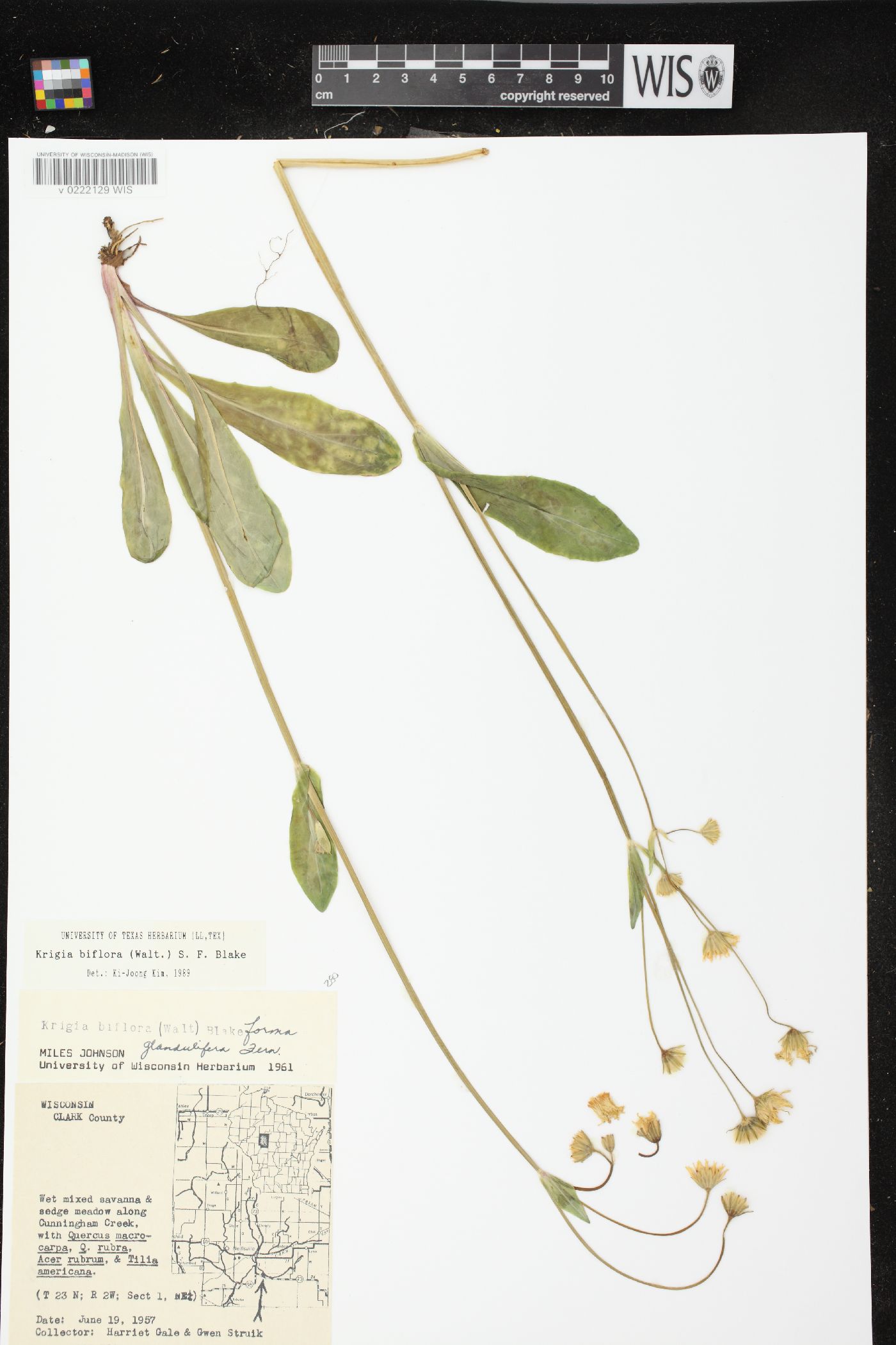 Krigia biflora var. biflora image