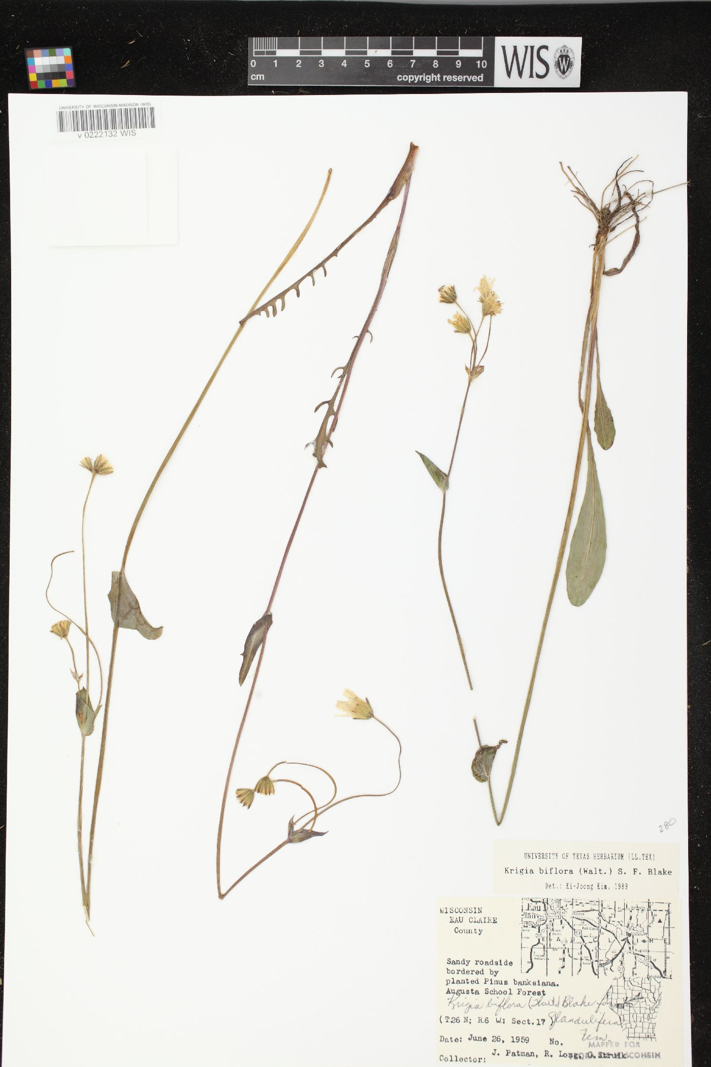 Krigia biflora var. biflora image