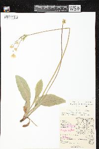 Krigia biflora image