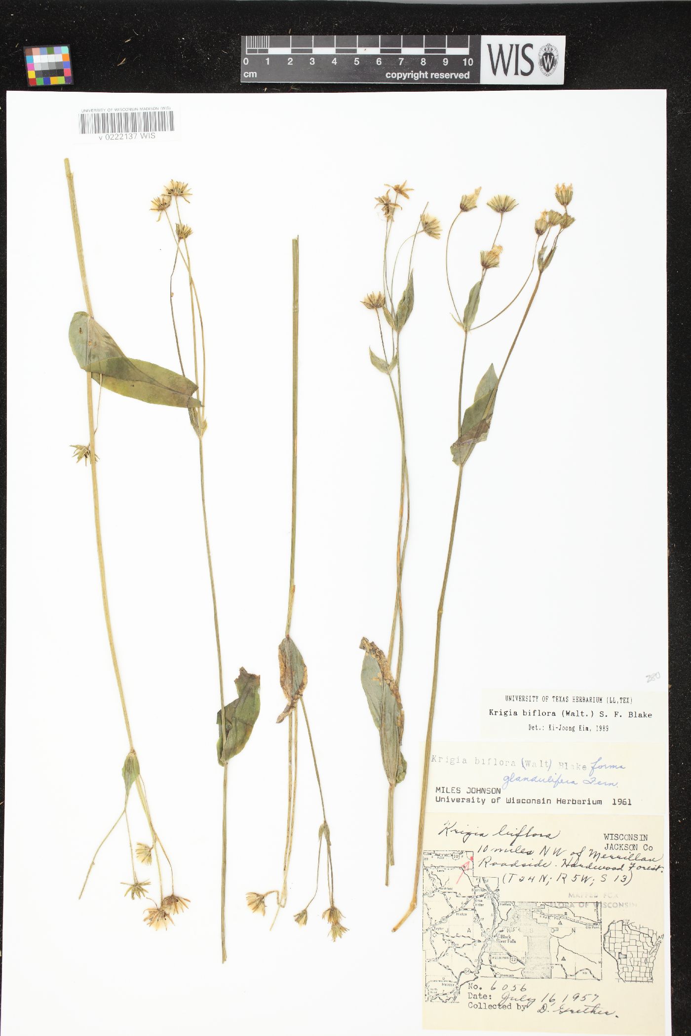 Krigia biflora var. biflora image