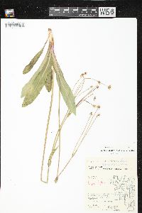 Krigia biflora var. biflora image