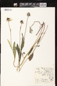 Rudbeckia hirta var. pulcherrima image