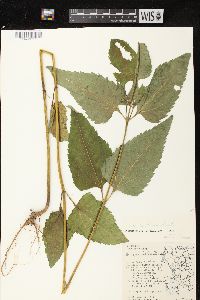 Heliopsis helianthoides image