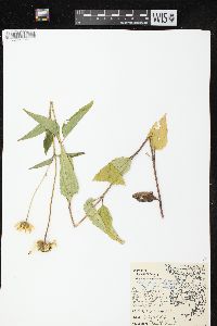 Heliopsis helianthoides var. scabra image