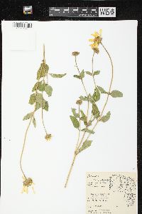 Heliopsis helianthoides var. scabra image