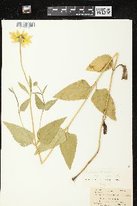 Heliopsis helianthoides var. scabra image