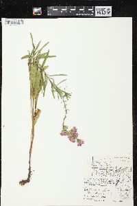 Liatris aspera image