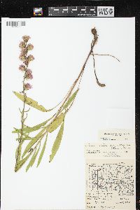 Liatris aspera image