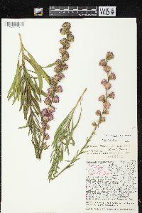 Liatris aspera image