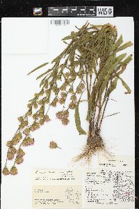 Liatris aspera image