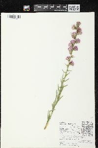 Liatris aspera image