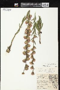 Liatris aspera image