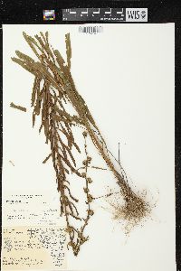 Liatris aspera image