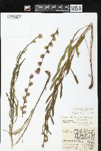 Liatris aspera image